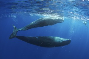 Sperm Whale (Physeter macrocephalus) pair with diver, Caribbean Sea, Dominica